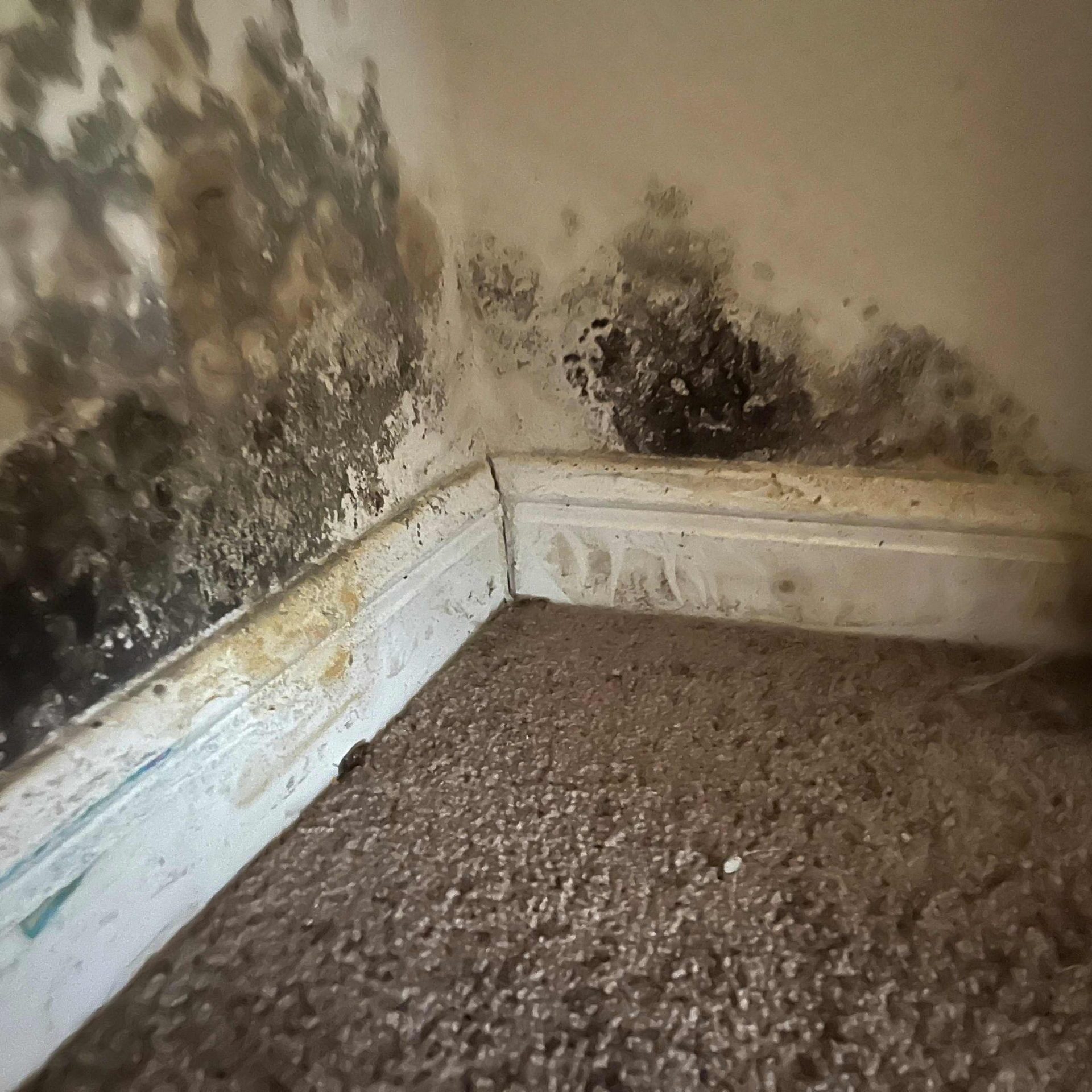 Image of mold damage inside of a home